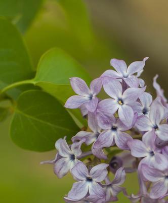 丁香花——四季常青的美丽使者（探秘丁香花四季开花的神奇之处）