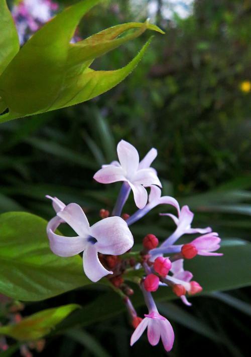 走进丁香花的香气世界（探秘丁香花的神秘香气）