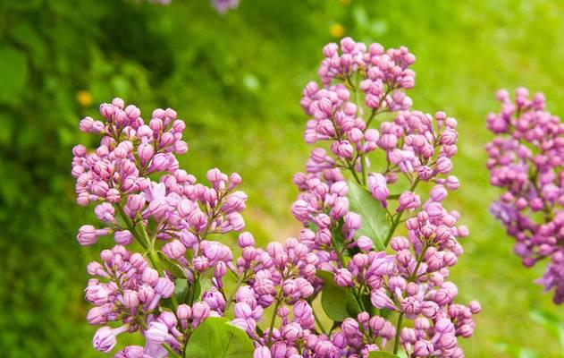 丁香花的生长习性（喜阴还是喜阳）