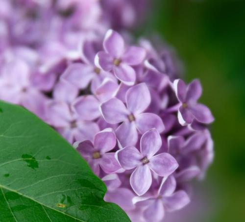 丁香花的生长习性（喜阴还是喜阳）