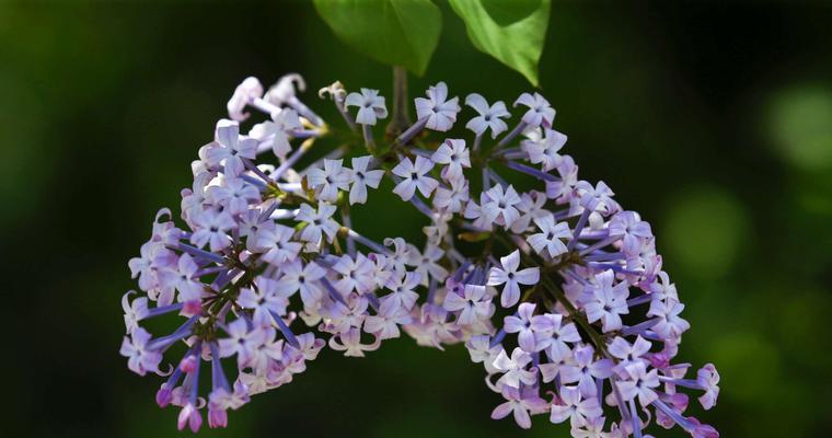 丁香花叶病的防治（预防和治疗丁香花叶病）