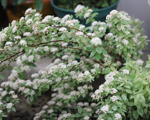 丁香花叶病的防治（预防和治疗丁香花叶病）