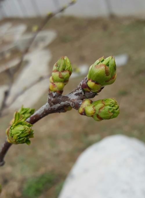 丁香花叶病的防治（预防和治疗丁香花叶病）