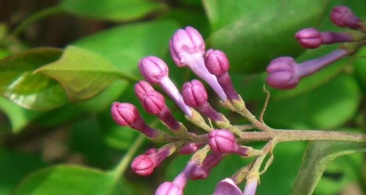 丁香花叶子发黄，怎么办（丁香花养护技巧）