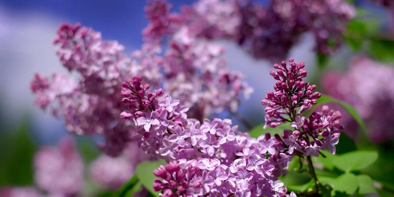 丁香花的生长习性与开花规律（解密丁香花的奥秘）