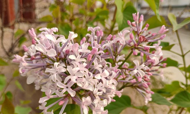 丁香花的生长习性与开花规律（解密丁香花的奥秘）