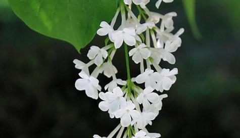 丁香花的生长习性与开花规律（解密丁香花的奥秘）