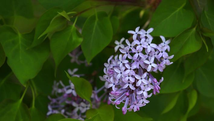 探秘丁香花的五种色彩（丁香花开出红、粉、紫、白、蓝色花朵）