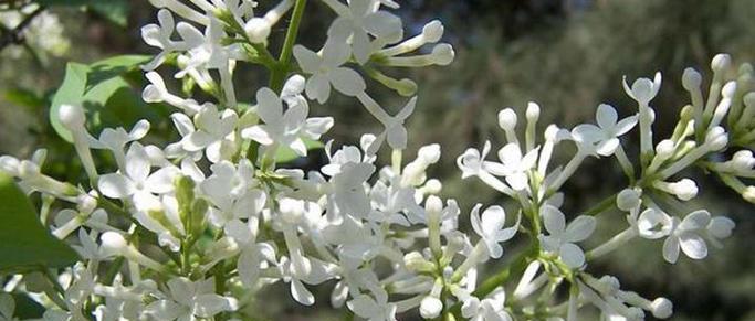 丁香花的香味之谜（探究丁香花的香味成分及特点）