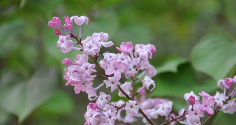 丁香花语的深刻含义（探究丁香花语的种种象征）