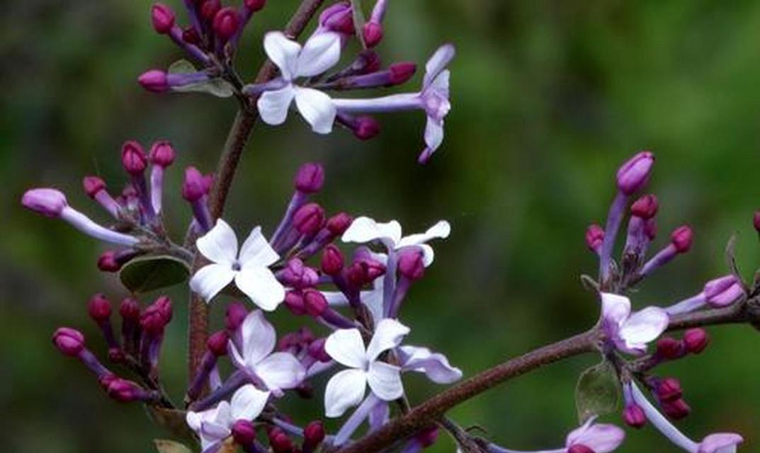 丁香花语的深刻含义（探究丁香花语的种种象征）