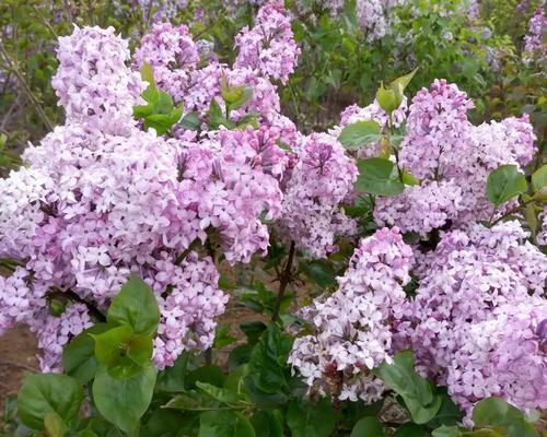 如何让丁香花度过寒冬（冬季丁香花养护全攻略）