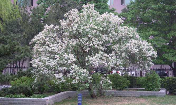 如何让丁香花度过寒冬（冬季丁香花养护全攻略）