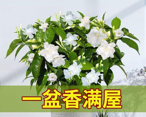 丁香花修剪的技巧（打造美丽花坛）