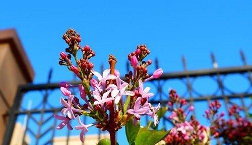 丁香花修剪的技巧（打造美丽花坛）