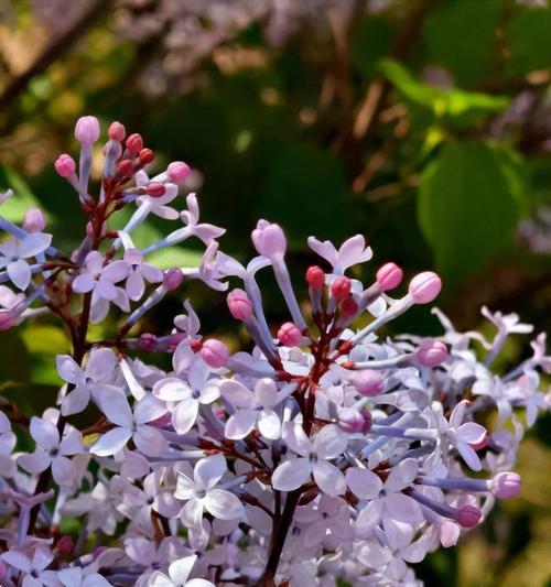 探秘丁香花的神秘之美（揭示丁香花的形态特征和生长环境）