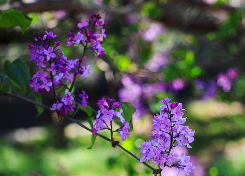 探秘丁香花的神秘之美（揭示丁香花的形态特征和生长环境）