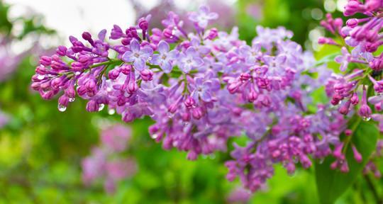 探秘丁香花的神秘之美（揭示丁香花的形态特征和生长环境）