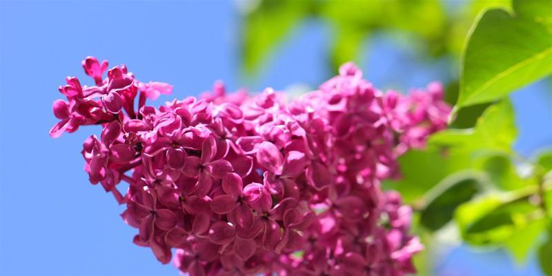 揭秘丁香开花时间，春天还是夏天（探究丁香花期）