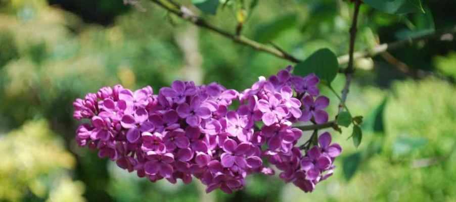 揭秘丁香开花时间，春天还是夏天（探究丁香花期）