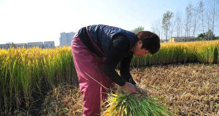 东北稻谷收割时间（揭秘东北稻谷收割全流程）