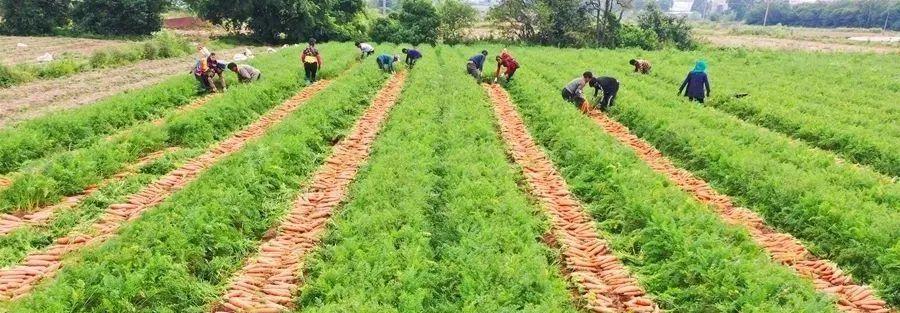 东北胡萝卜种植全攻略（时间、方法、注意事项）