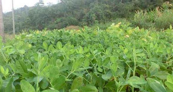 东北花生播种时间与技巧（根据地理环境与品种选择最佳时间）