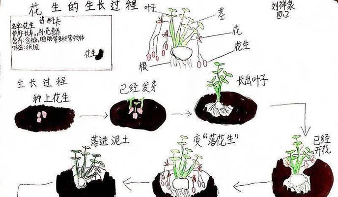 东北花生收获时间及注意事项（了解收获时间）