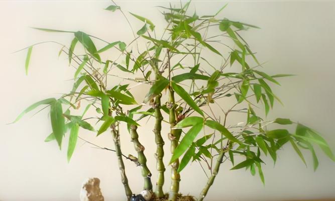 东北地区适宜种植竹子吗（探究东北竹子的种植条件与发展前景）