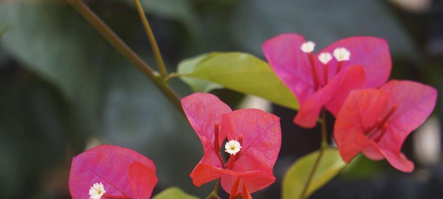 揭秘东莞市花的来历及特点（探索东莞市花的品种和象征意义）