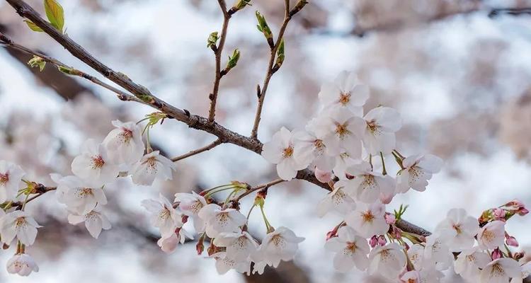 东京樱花花期全攻略（赏樱不可错过的时间点和地点）