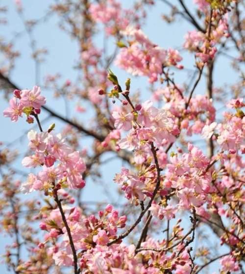 东京樱花花期全攻略（赏樱不可错过的时间点和地点）