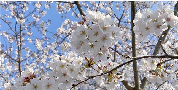 东京樱花花期全攻略（赏樱不可错过的时间点和地点）