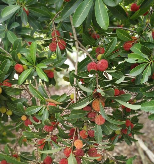 东魁杨梅几年结果实的种植技巧（揭秘东魁杨梅的果实奥秘）