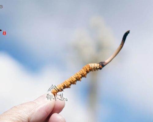 揭秘冬虫夏草的真面目（形态特征）