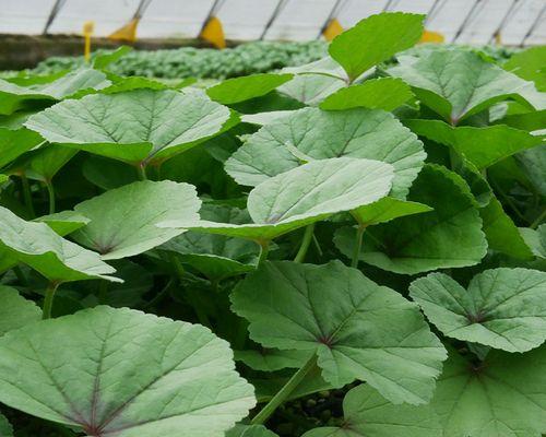 冬春蔬菜种植指南（以冬季种植为主）