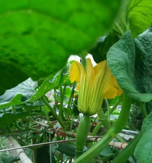 冬瓜开花结果的时间及技巧（掌握冬瓜开花结果的窍门）