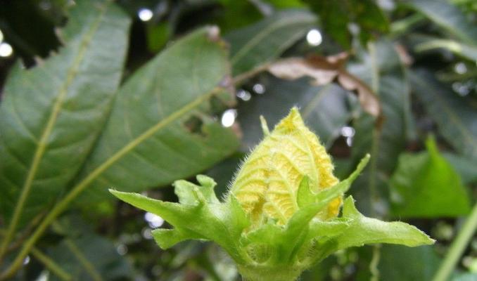 冬瓜花的营养价值及食用方法（探究冬瓜花可食用的秘密）