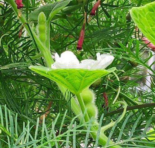 冬瓜花的营养价值及食用方法（探究冬瓜花可食用的秘密）