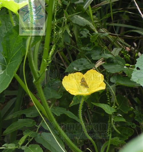 冬瓜开花时间揭秘（了解冬瓜的生长习性和开花规律）