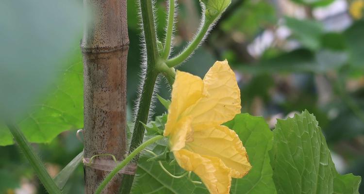 冬瓜的花果发育特点及生态适应性研究（探究冬瓜开花结果的时间和规律）