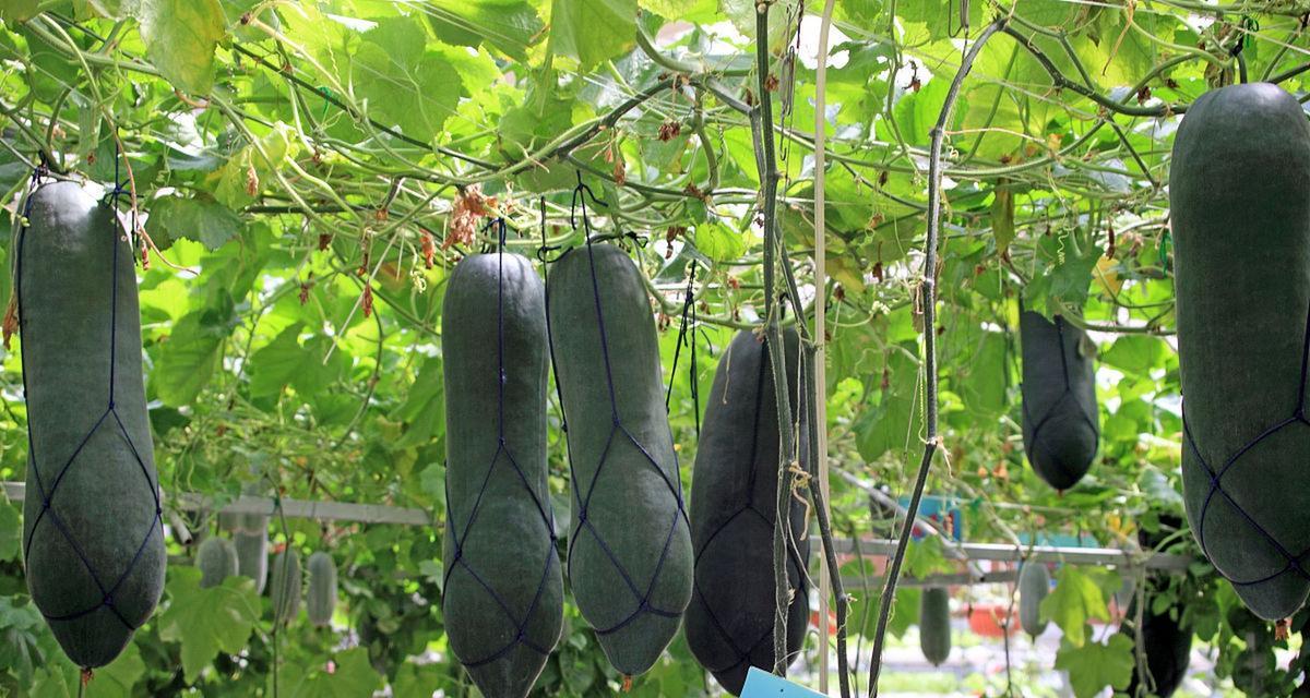 冬瓜种植的最佳时间（了解冬瓜种植的最佳时间）