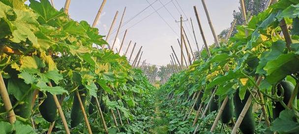 冬瓜种植管理技术解析（掌握高产栽培方法）