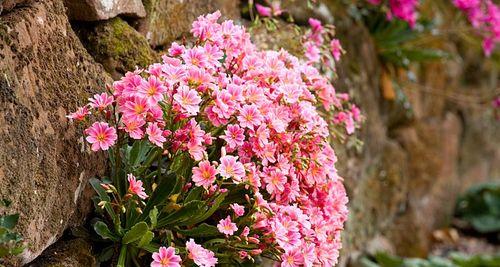 冬季盛开的美丽花卉大全（寒冬里的缤纷色彩）