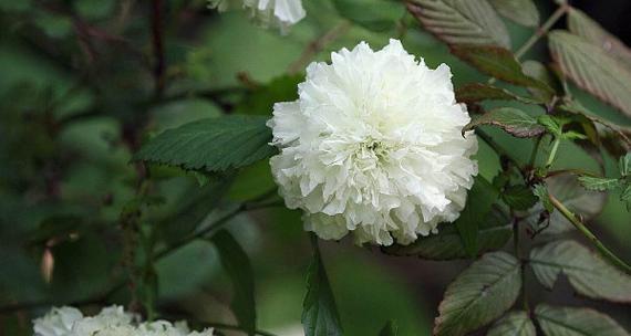 荼蘼花语（以荼蘼花为纽带）