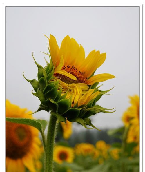 向阳花的寓意与意义（探寻向阳花的生命力与坚韧）