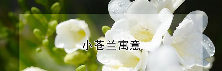 小苍兰的花语和寓意（探寻小苍兰的花语）