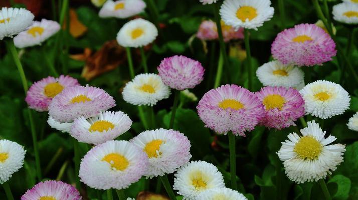 小邹菊花语的传说与含义（揭秘小邹菊花语的神秘故事）