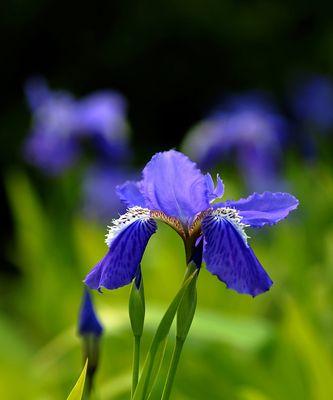 以笑靥花为主题的花语传递快乐与希望（绽放笑容的力量）