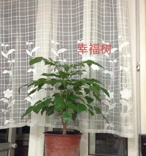 幸福树开花的寓意与意义（探索幸福树开花的美好象征与启示）